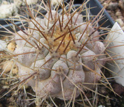 Copiapoa <br>haseltoniana gigantea