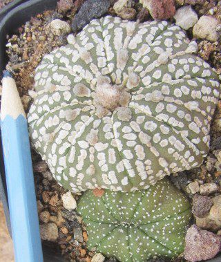 Astrophytum <br>asterias kabuto