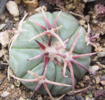 Echinocactus <br>horizonthalonius