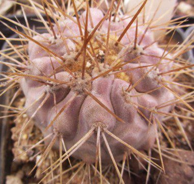 Copiapoa <br>gigantea