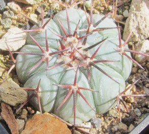 Echinocactus <br>horizonthalonius subikii