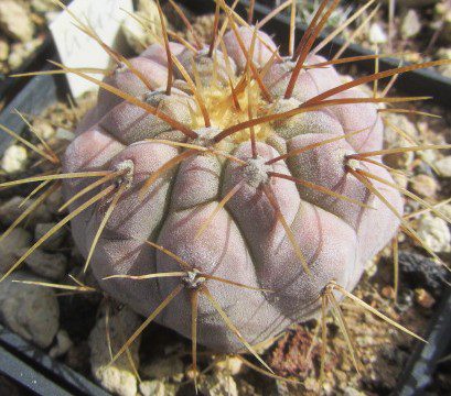 Copiapoa <br>haseltoniana aff tenebrosa