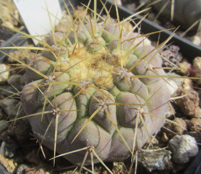 Copiapoa <br>haseltoniana aff tenebrosa