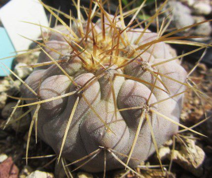 Copiapoa <br>haseltoniana aff tenebrosa