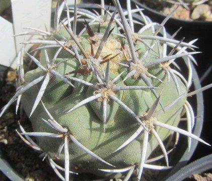 Copiapoa <br>echinata / echinoides 