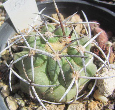 Copiapoa <br>echinata / echinoides 