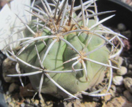 Copiapoa <br>echinata / echinoides 