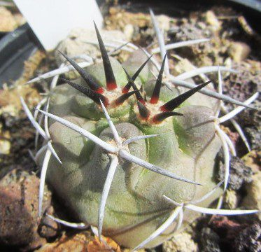 Copiapoa <br>echinata / echinoides 
