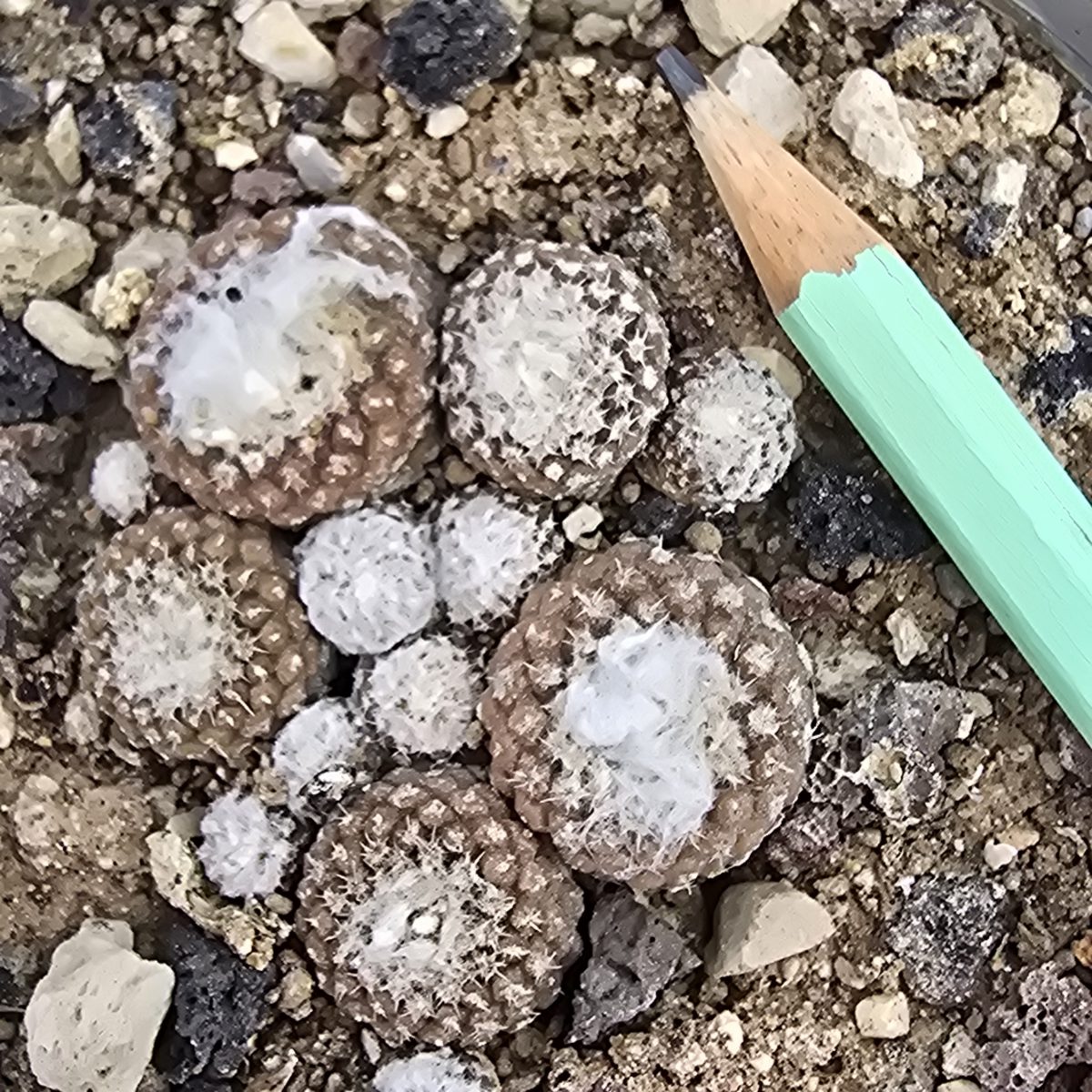 Copiapoa <br>lauii