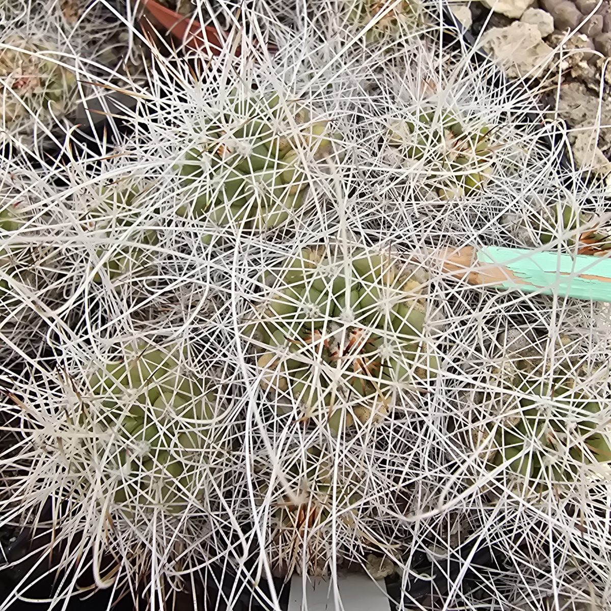 Mammillaria <br>setispina