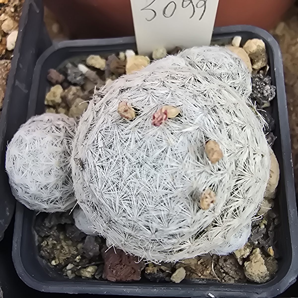 Mammillaria <br>humboldtii