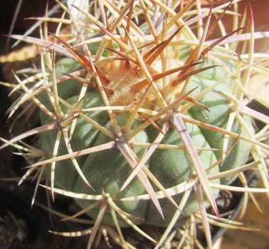 Echinocactus <br>horizonthalonius