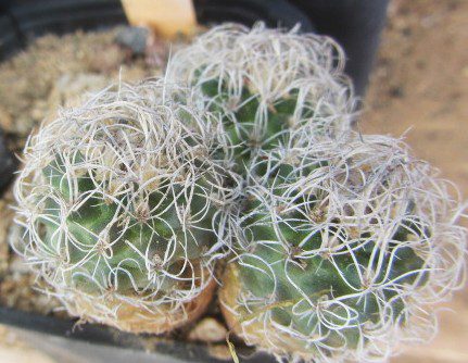 Turbinicarpus <br>krainzianus