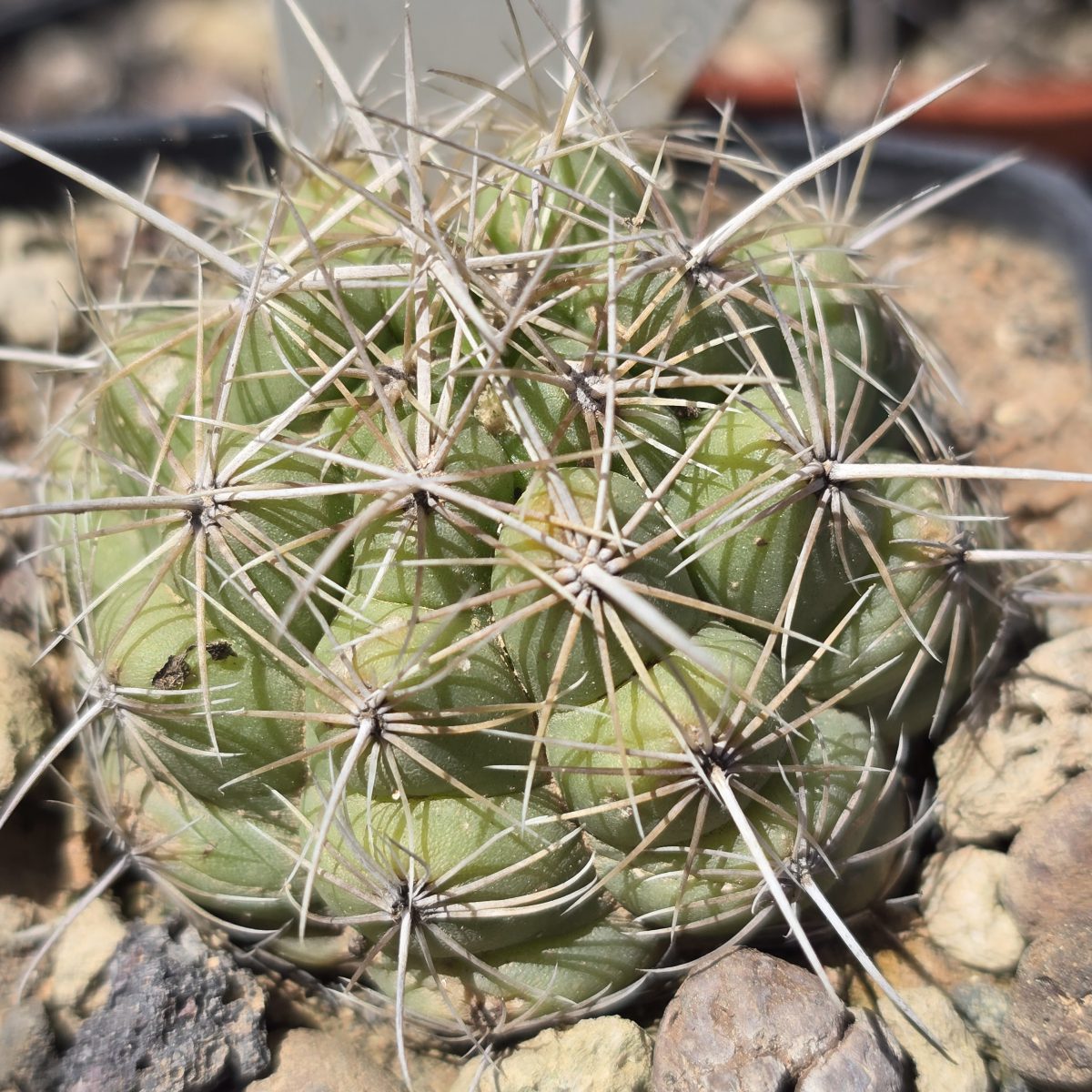 Thelocactus <br>bicolor albiflorus