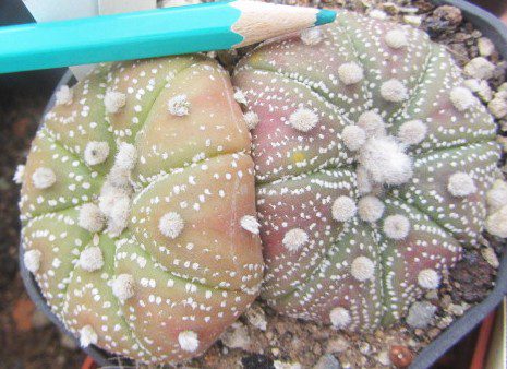 Astrophytum <br>asterias