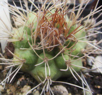 Matucana <br>caespitosa forma