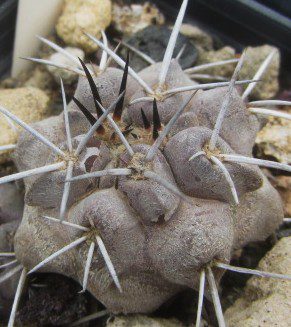 Copiapoa <br>fiedleriana
