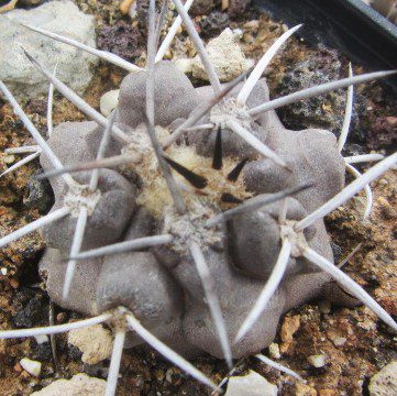 Copiapoa <br>fiedleriana