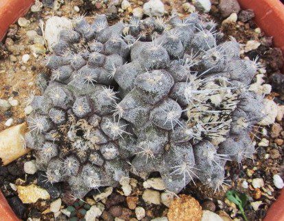 Copiapoa <br>humilis forma