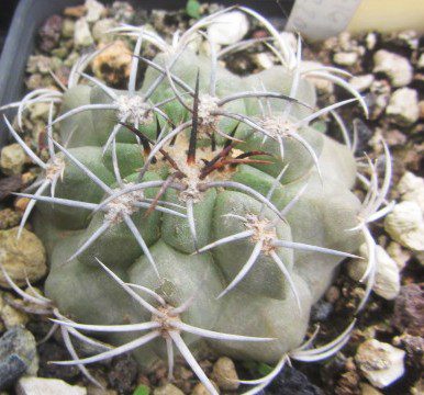 Copiapoa <br>sp chanaral de aceituna