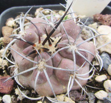 Copiapoa <br>sp chanaral de aceituna