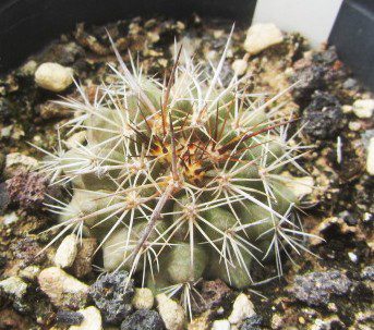 Copiapoa <br>rupestris desertorum