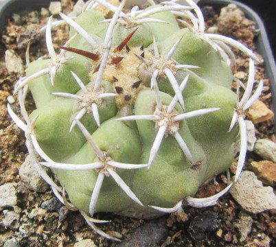 Copiapoa <br>coquimbana vallenarensis