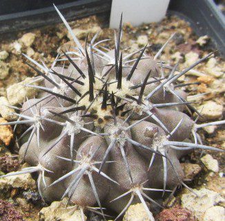 Copiapoa <br>atacamensis