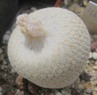 Epithelantha <br>bokei
