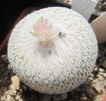 Epithelantha <br>bokei