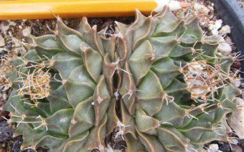 Obregonia <br>denegri