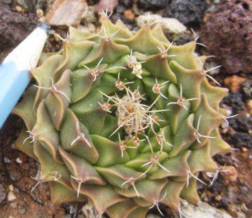 Obregonia <br>denegri