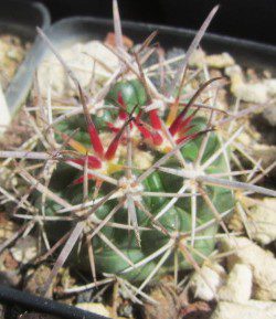 Ferocactus <br>fordi grandiflorus