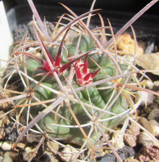 Ferocactus <br>fordi grandiflorus
