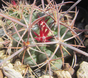 Ferocactus <br>fordi grandiflorus