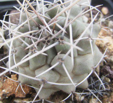 Thelocactus <br>rinconensis polycephalus 