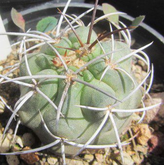 Copiapoa <br>coquimbana vallenarensis