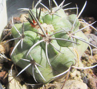 Copiapoa <br>coquimbana vallenarensis