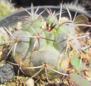 Copiapoa <br>coquimbana vallenarensis