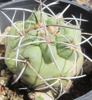 Copiapoa <br>coquimbana vallenarensis