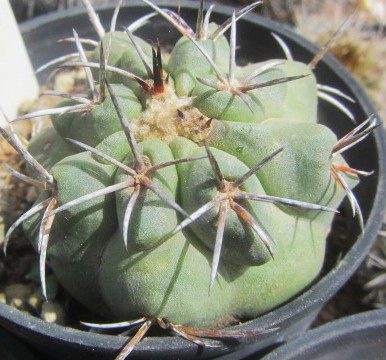 Copiapoa <br>coquimbana vallenarensis