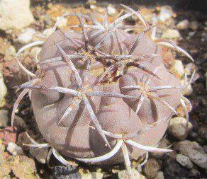Copiapoa <br>echinoides