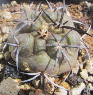 Copiapoa <br>echinoides