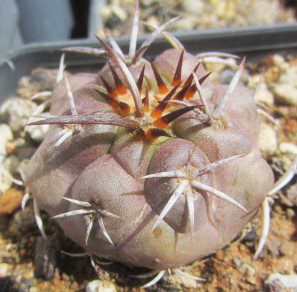 Copiapoa <br>echinoides