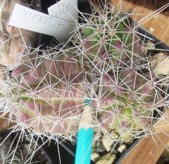 Echinocereus <br>enneacanthus brevispinus 