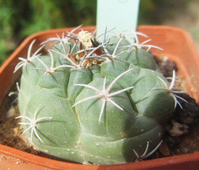 Matucana <br>caespitosa fma