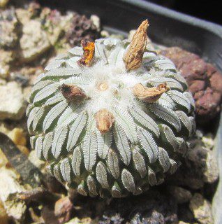 Pelecyphora <br>aselliformis