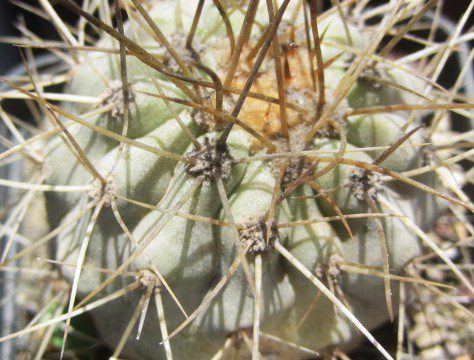 Copiapoa <br>haseltoniana eremophila