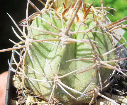 Copiapoa <br>solaris