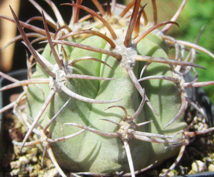 Copiapoa <br>solaris